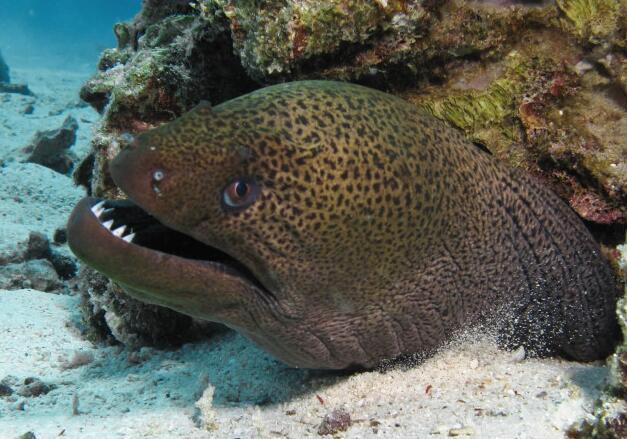 如果你在深海遇到这样一种鱼