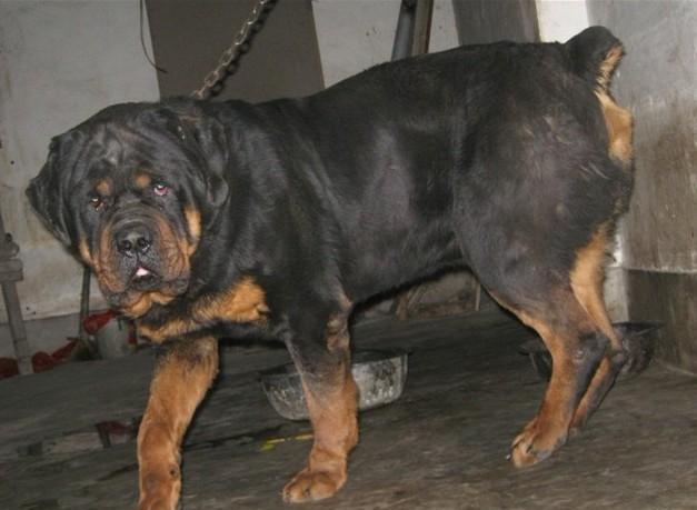 商品型马犬和工作型马犬之我见