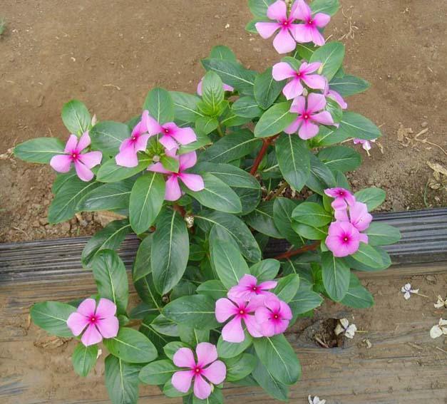 6, 长春花 南方的朋友对长春花可能很熟悉,因为很多城市中的绿化带都