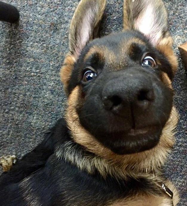 德牧|大狼狗|二哈_新浪新闻