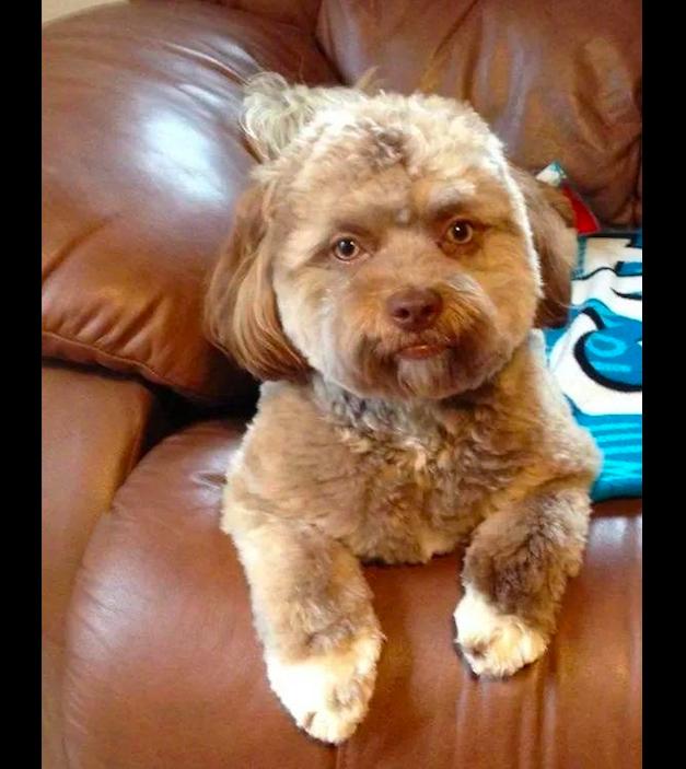 网友家的狗狗长了一副人脸