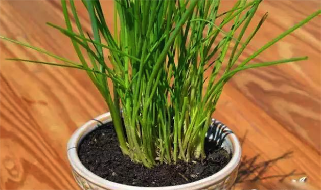 (盆栽韭菜)盆栽韭菜种植步骤:1,将盆栽韭菜苗每丛3到5棵放到草木灰