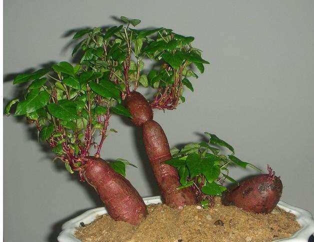 这3种蔬菜的菜头不要扔,找个盆,放点水,长的比花儿都好看!