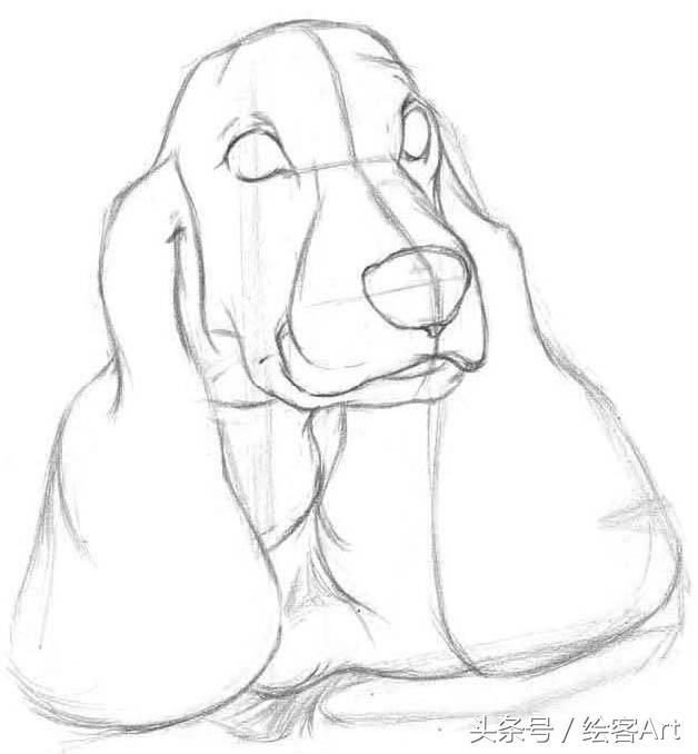 今天为大家介绍英国可卡犬的画法.又称猎鹬