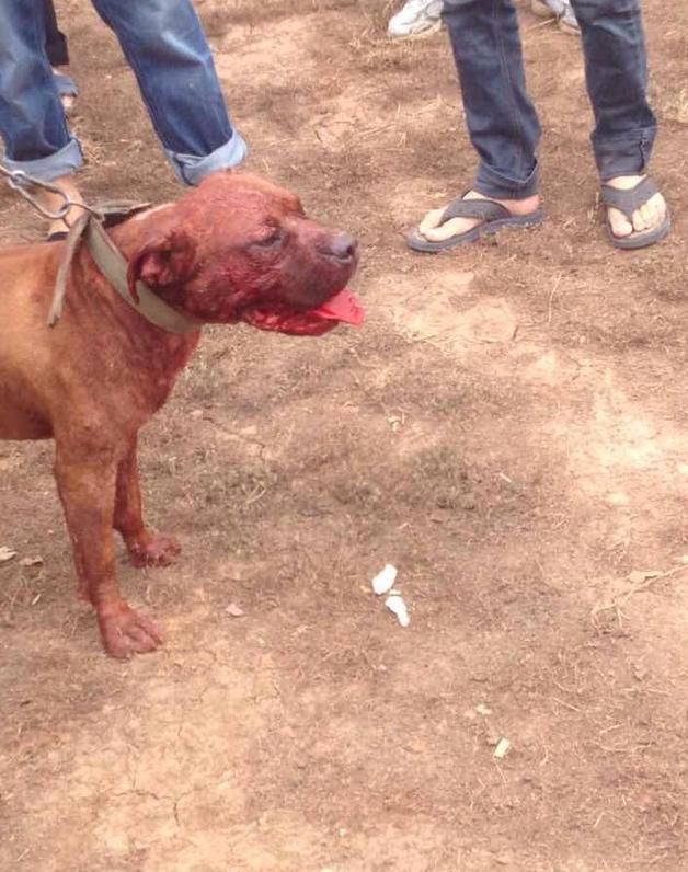 烈性犬真的就都很凶吗?惨绝人寰的斗犬活动为什么一直禁止不了?