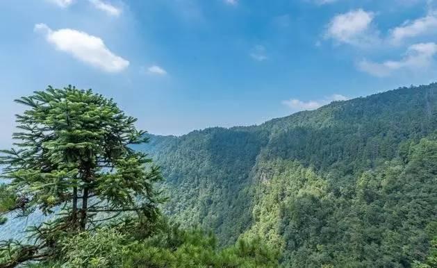 大樹王國天目山大樹王景區遊玩攻略