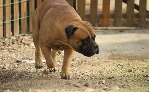 第八,罗泰犬:是女士们的心中理想的伴侣犬.