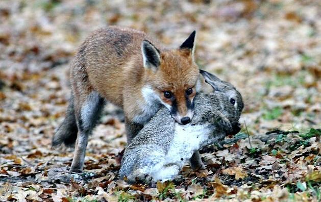 正文                 这只刚被杀死的兔子躺在地上一动不动,狐狸简直