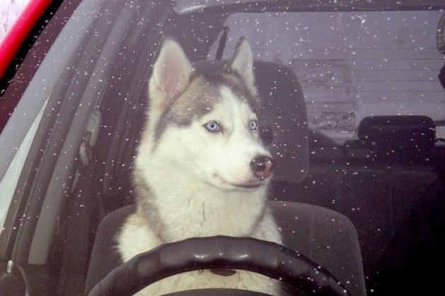 有一种狗叫二哈,有一种会开车的狗也叫二哈呀.