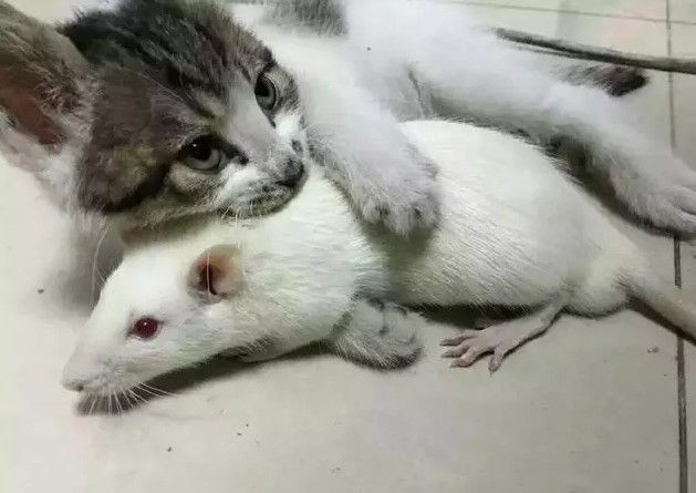 男朋友也很无奈啊,想要带走小白鼠猫咪根本不让,男朋友表示这不是我不