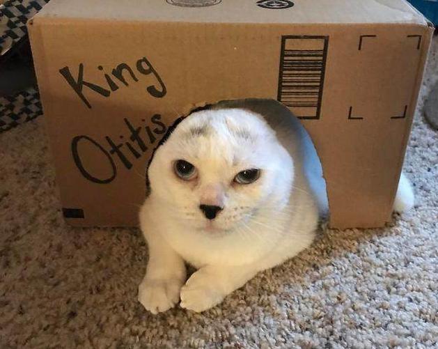 猫咪因病失去双耳被好心人收养后成这模样但眼神太吓人