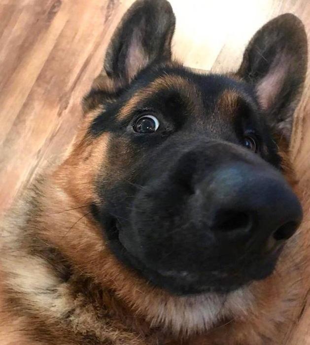 我怀疑自己养了只假德牧这模样这表情跟二哈有啥区别