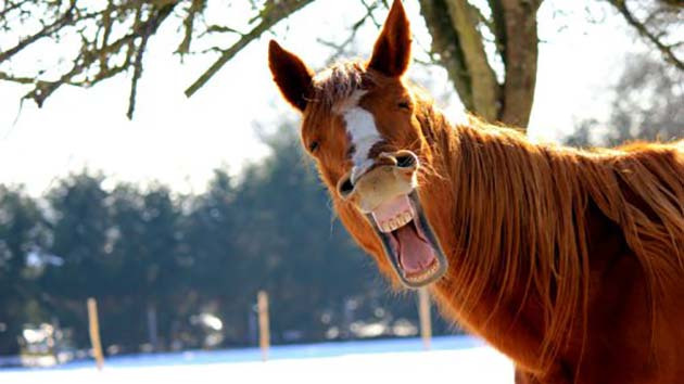 下雪后这两匹马的荒唐表现笑翻众网友组图