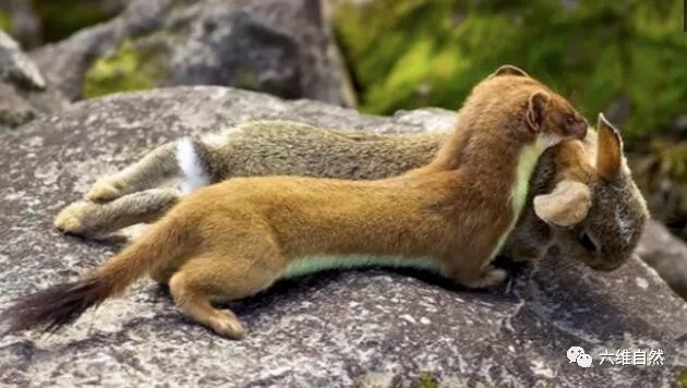 黄鼠狼作为鼬科战斗一族的成员,其猎捕性也是非常强的,会根据时节环境