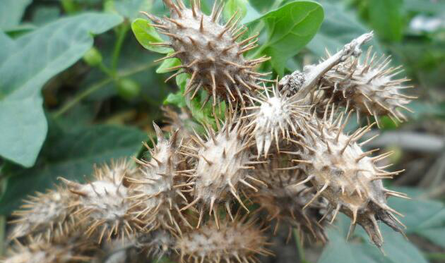 农田里的杀手苍耳用手除草的农民要留意