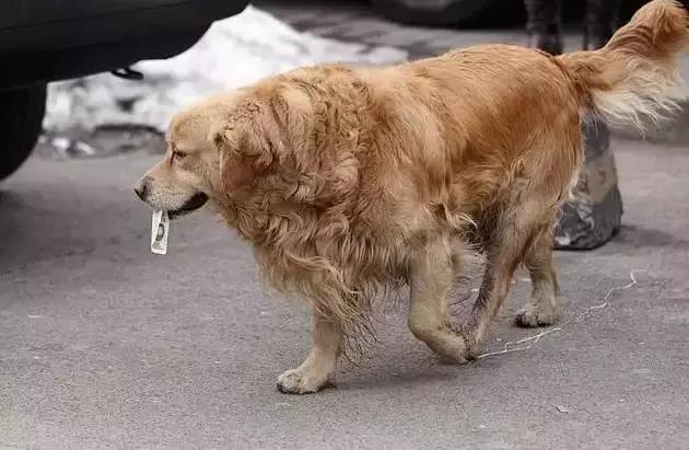 每天都能碰到一只金毛叼个一块钱在街上转悠,现在狗都成精了啊!