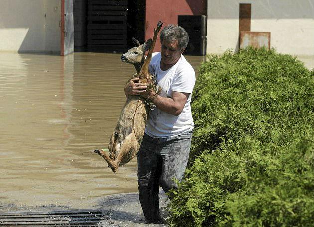 人类救援动物的暖心瞬间,小男孩为了救落水小鹿甚至不顾自身安危