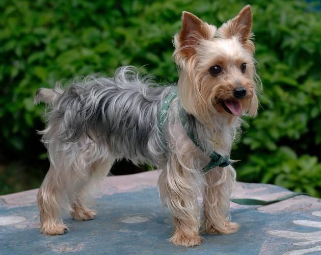 替身:意大利格力犬,波士顿爹利,腊肠狗适合对象:只准备饲养一头宠物的