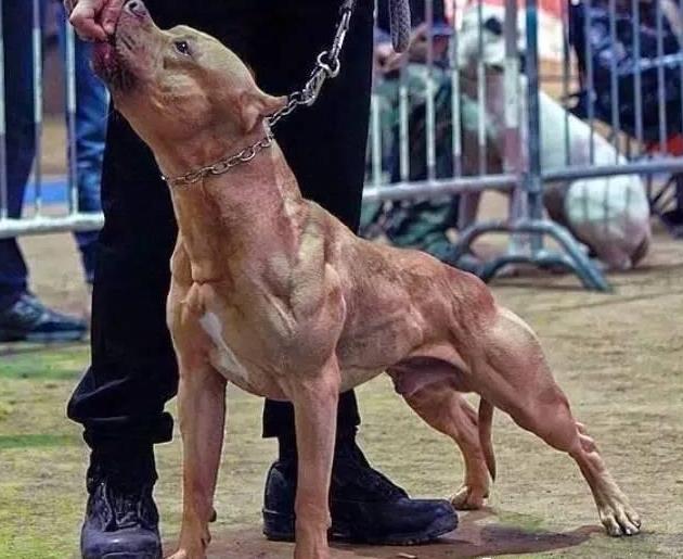 这样的就有这么一群非常火的肌肉狗然而在国外▼可爱的狗狗们是这样的