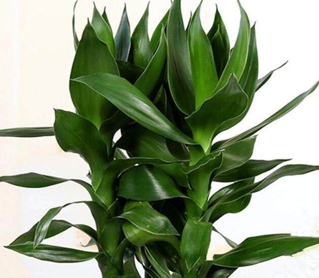 给富贵竹喝口神仙水3天生出大白根叶子油绿粗又壮