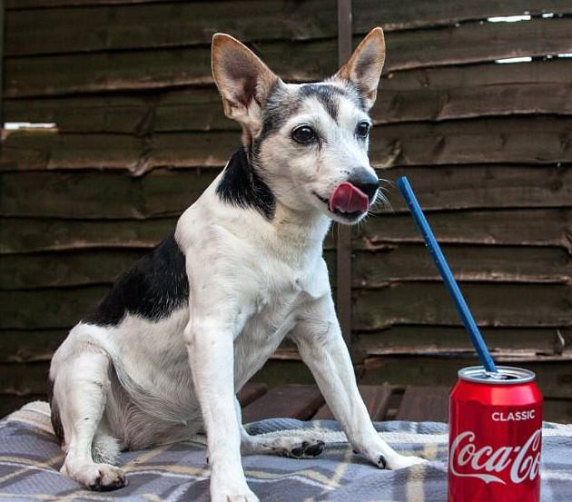 狗狗也爱喝可乐,20岁狗狗喝可乐治好老年痴呆,但掉光了牙齿