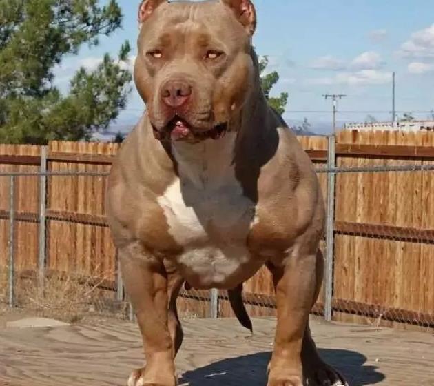 狗年看到它健身10年的我怂了