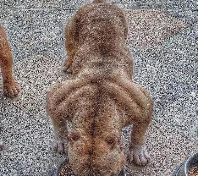 狗年看到它健身10年的我怂了