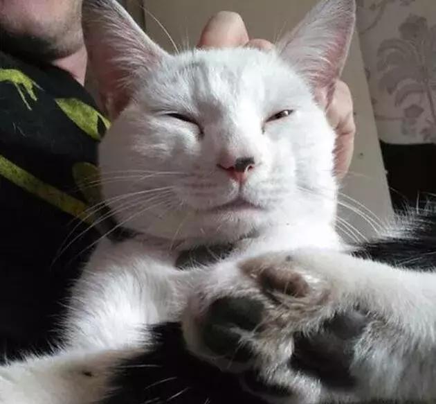 这猫有毒小时候萌到炸长大后就有点一言难尽emm