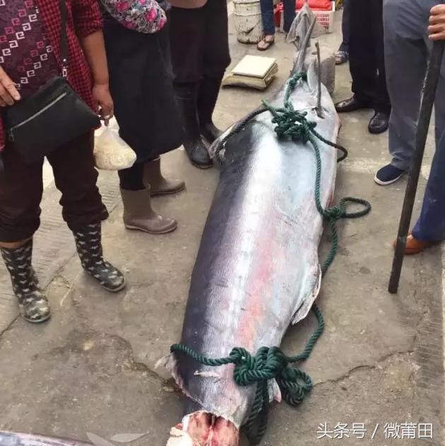 莆田渔民捕获百斤超级重大鱼,罕见大鱼你肯定没见过!
