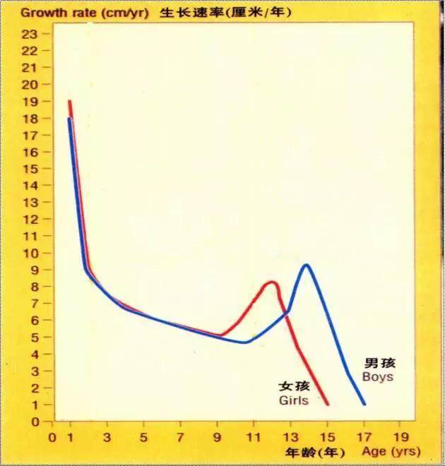 孩子的生长发育期什么时候停止?什么时候就不会再长个了?