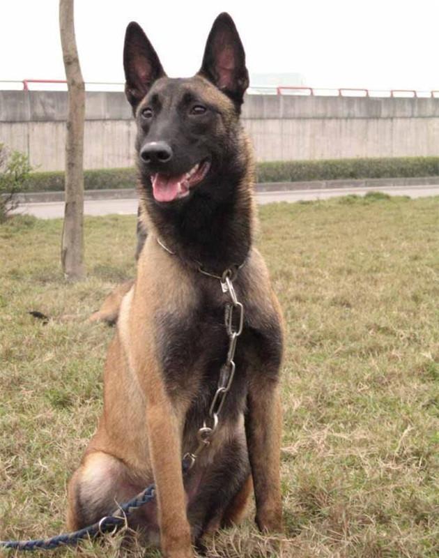 为马犬狗狗保暖谨防哪三大误区