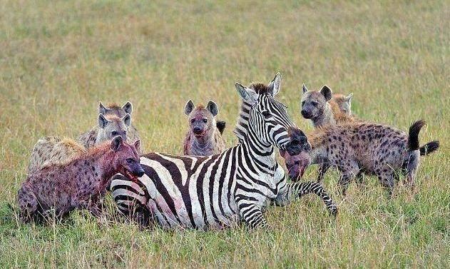鬣狗捕食斑马后,这只鬣狗的行为亮了,网友直呼:太精明!