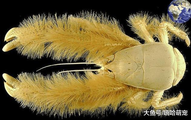 生命力最顽强的蟹火山喷发的毒气也毒不死它们