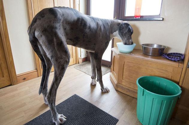 全球体型最大的10大宠物狗,感觉应该有藏獒?