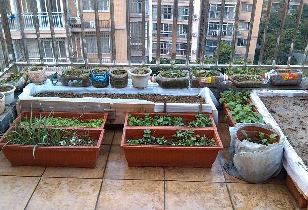 老公堪称有贝爷范,在家徒手砖砌菜园,家里一年蔬菜自力更生!