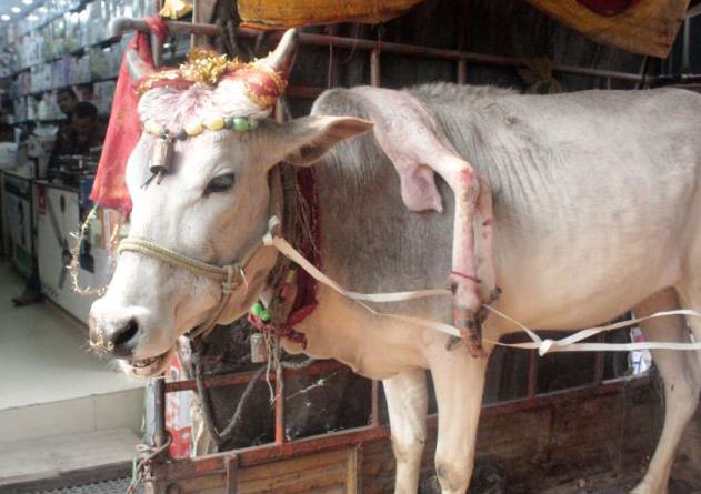 "印度神牛"长着五条腿,主人为何带神牛全国展览?
