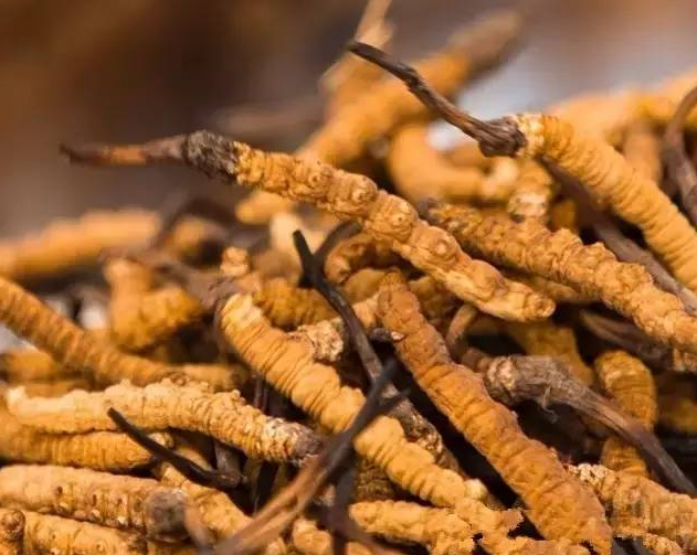 野生虫草与人工培育区别 虫草海马太岁怎么选