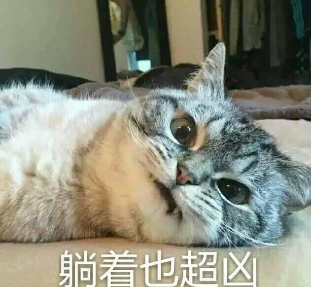 猫咪超凶表情包
