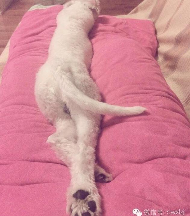 这狗不仅腿长,还会撩人!
