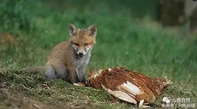 农户立即赶过去查看,走近一看,原来是一对狐狸母子在偷吃鸡,大狐狸