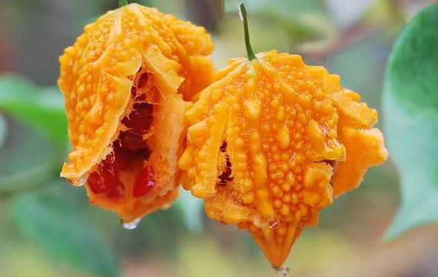 农村五种奇怪水果,长得虽怪但营养健康,没见过的快来长长见识