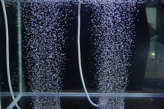 鱼缸生化过滤系统突然崩溃而死鱼,都是哪些原