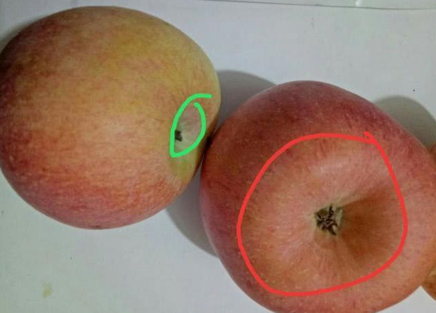 还有就是橙子啦,其实橙子也是有公母之分的,区分的也是肚脐眼区分的