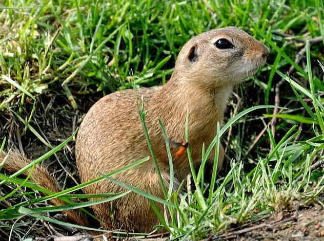 明英宗被囚瓦剌沦落到吃黄鼠,因欠护卫一桶水,后来还对方一条河