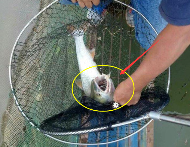 水库|淡水|淡水鲨鱼_新浪新闻