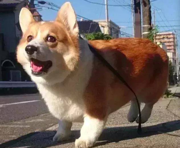 萌宠组图:小短腿狗狗柯基,萌翻了