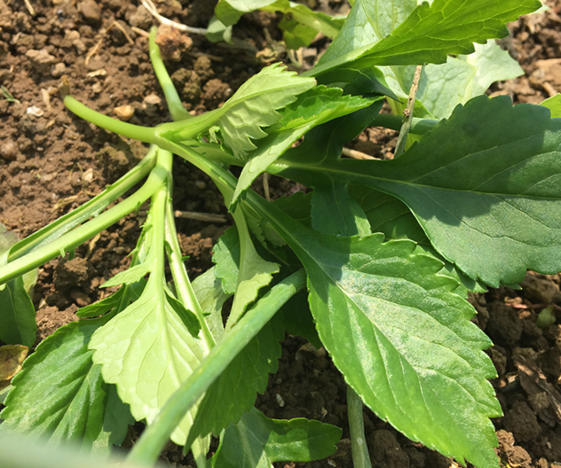 农村这3种苦菜80后经常吃90后或许吃过00后基本没见过