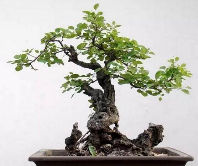 公公用树桩做盆景造型独特操作简单轻轻松松收获美丽盆景