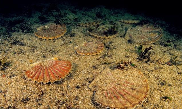 扇贝饿死了,总经理失联的都披露业绩快报了,一个比一个惨