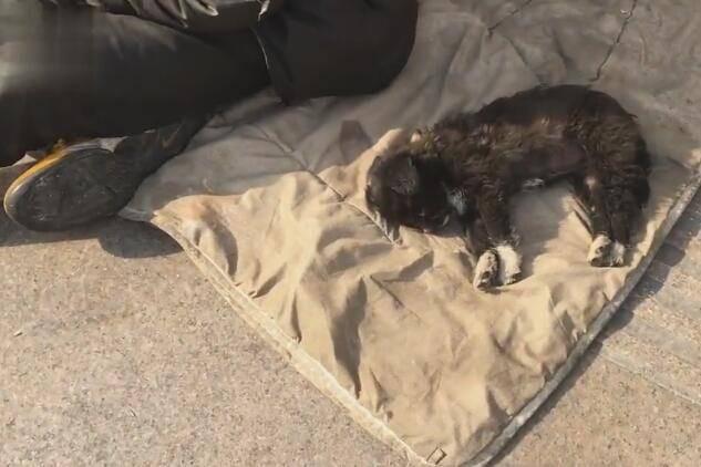 大街上流浪汉收留了很多流浪狗,风餐露宿,他说:一个都不能少!